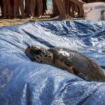 1357818_tartaruga-caretta-liberazione-tartaday-150x150