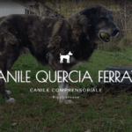 1415494_canile-quercia-ferrata-150x150