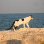 <strong>Comune e Azienda Multi Servizi censiscono le colonie feline</strong>