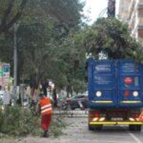 Verde pubblico, potature in viale De Gasperi